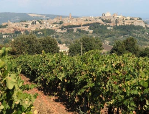 Orvieto, il territorio ricco di storia in cui nasce il vino che porta il suo nome: l’Orvieto!